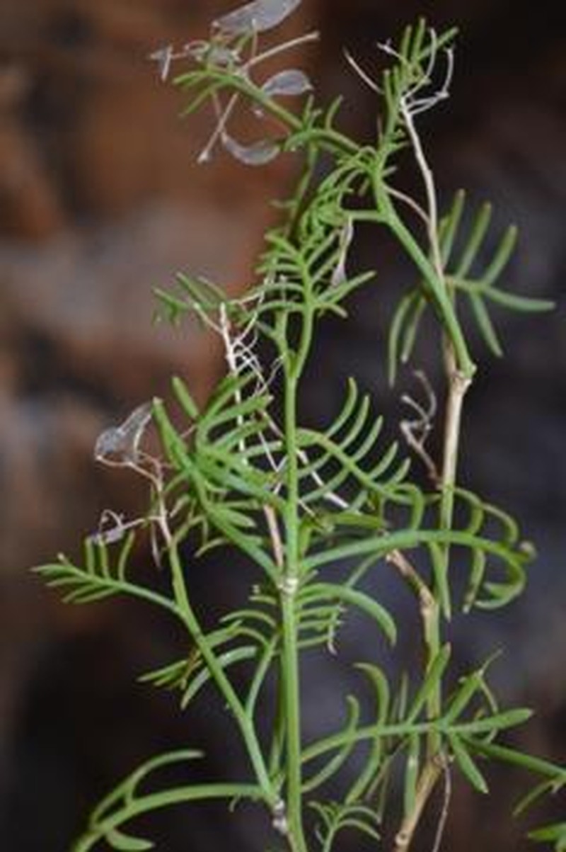 Heliophila pseudoeximia photo 5