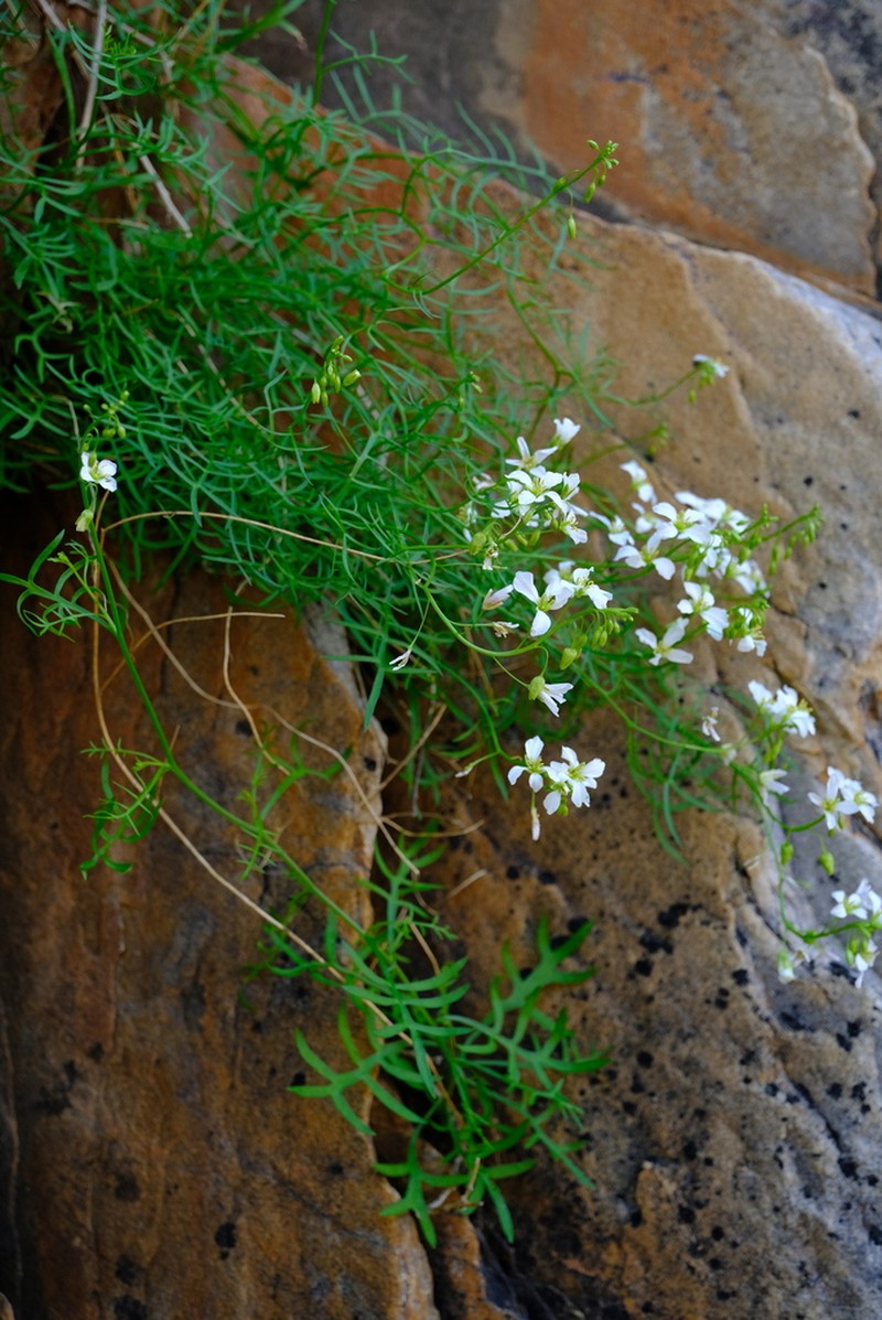 Heliophila pseudoeximia photo 6
