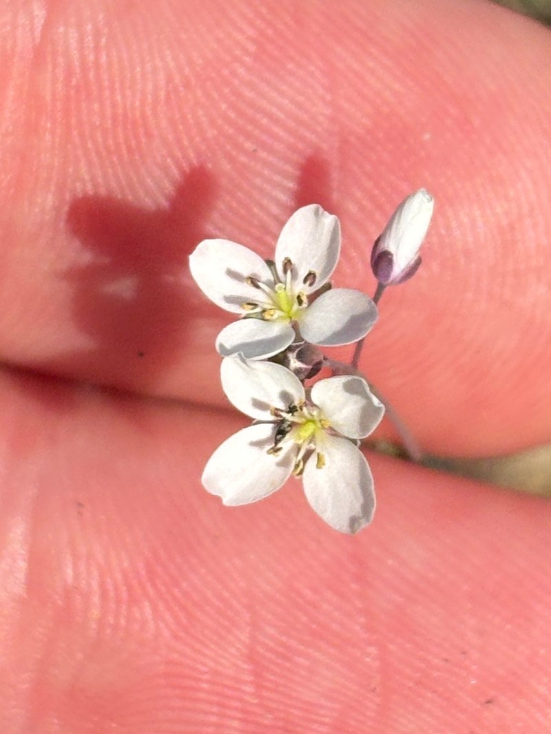 Heliophila pusilla subsp. macrosperma