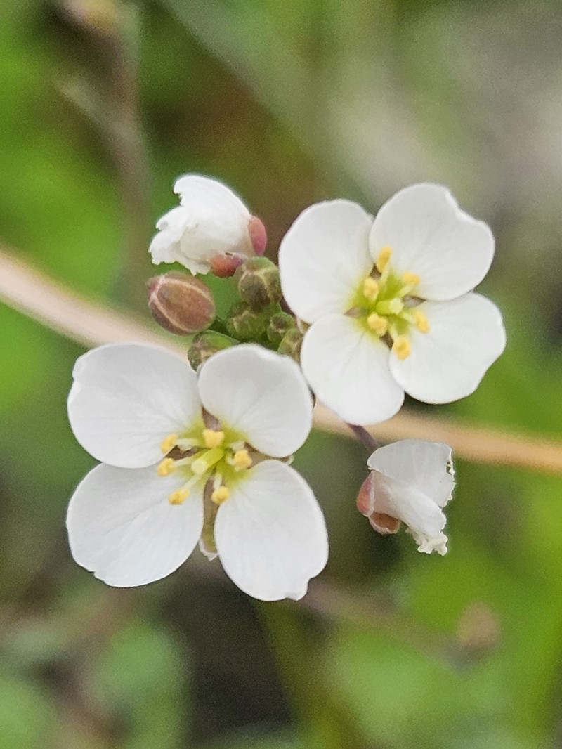 Heliophila pusilla subsp. macrosperma photo 2