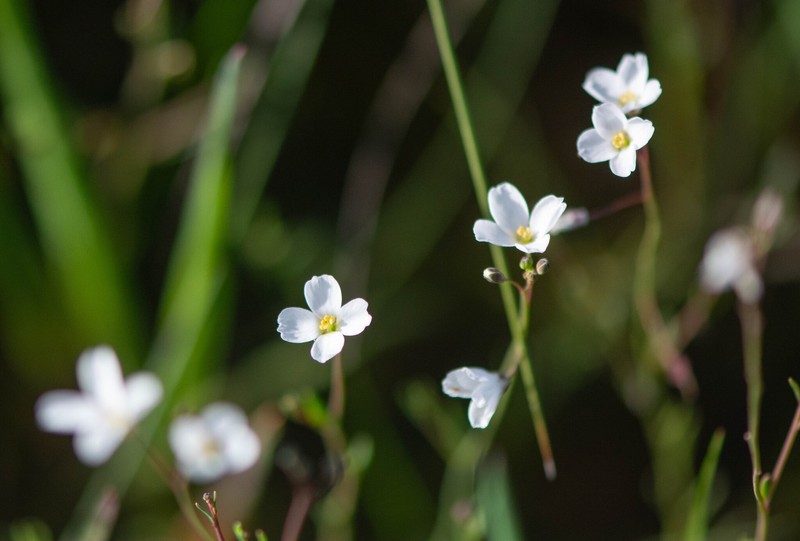 Heliophila pusilla subsp. macrosperma photo 3