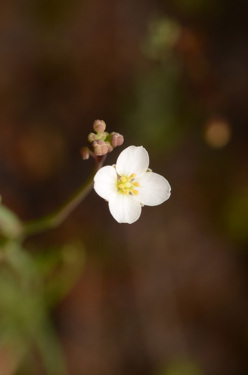 Heliophila pusilla subsp. macrosperma photo 4