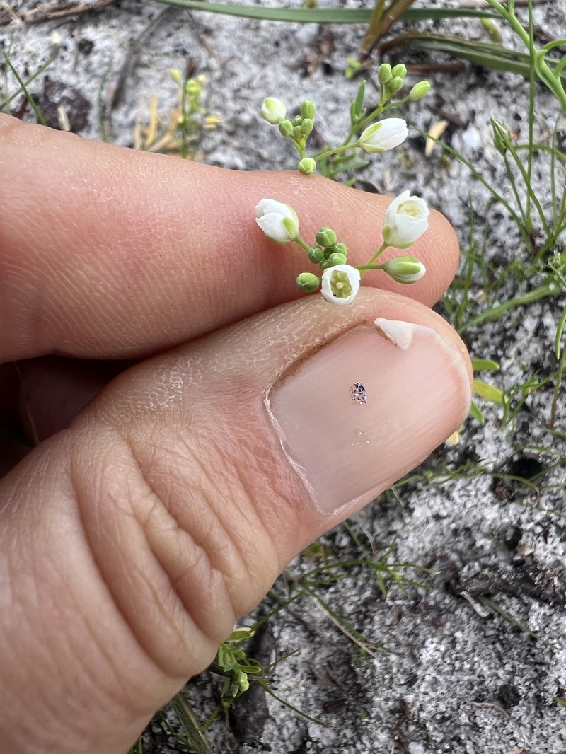 Heliophila pusilla var. lanceolata