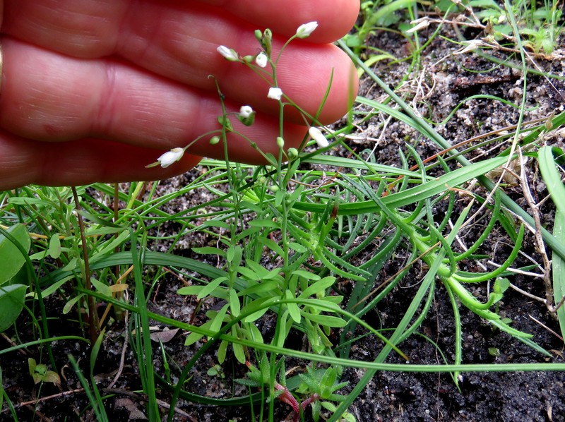 Heliophila pusilla var. lanceolata photo 2