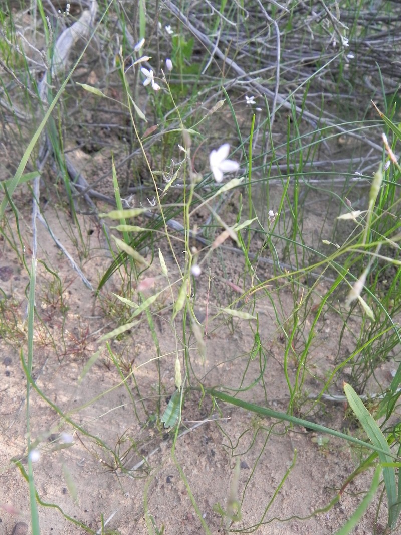 Heliophila pusilla var. setacea