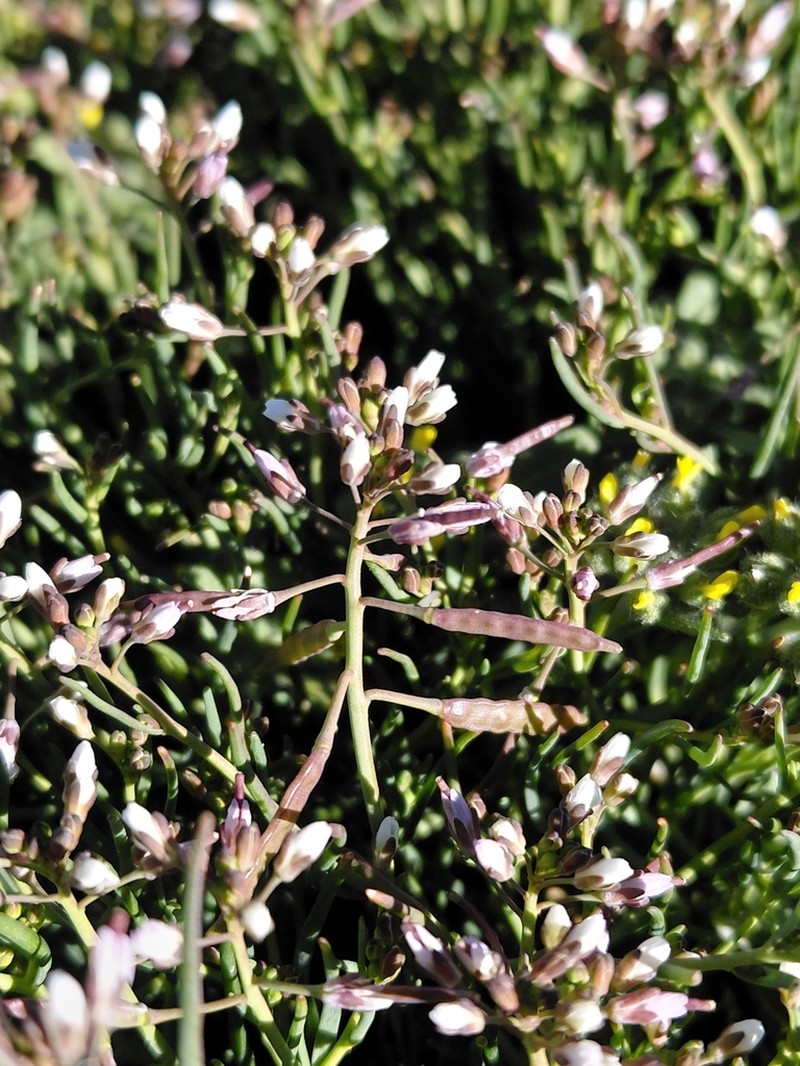 Heliophila roggeveldensis