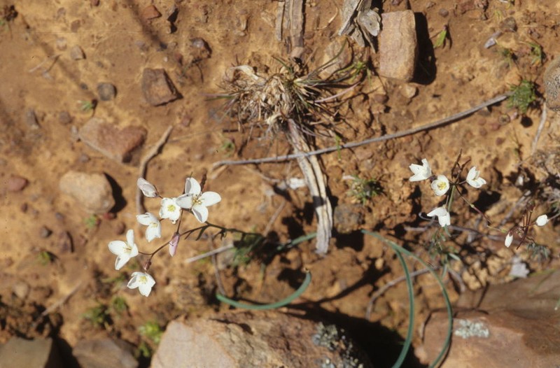 Heliophila roggeveldensis photo 2