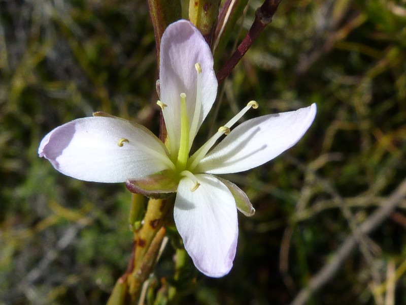 Heliophila scoparia var. aspera