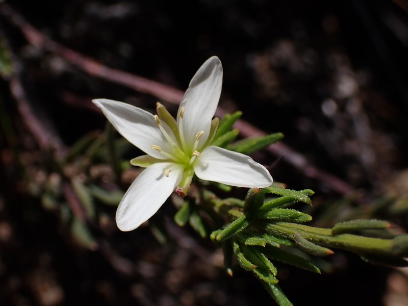 Heliophila scoparia var. aspera photo 2