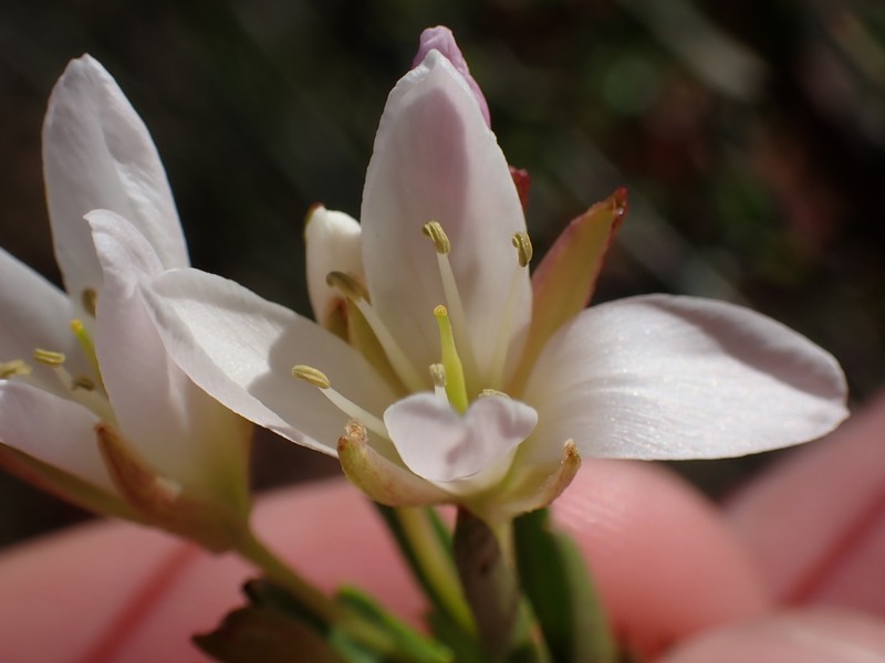 Heliophila scoparia var. aspera photo 3