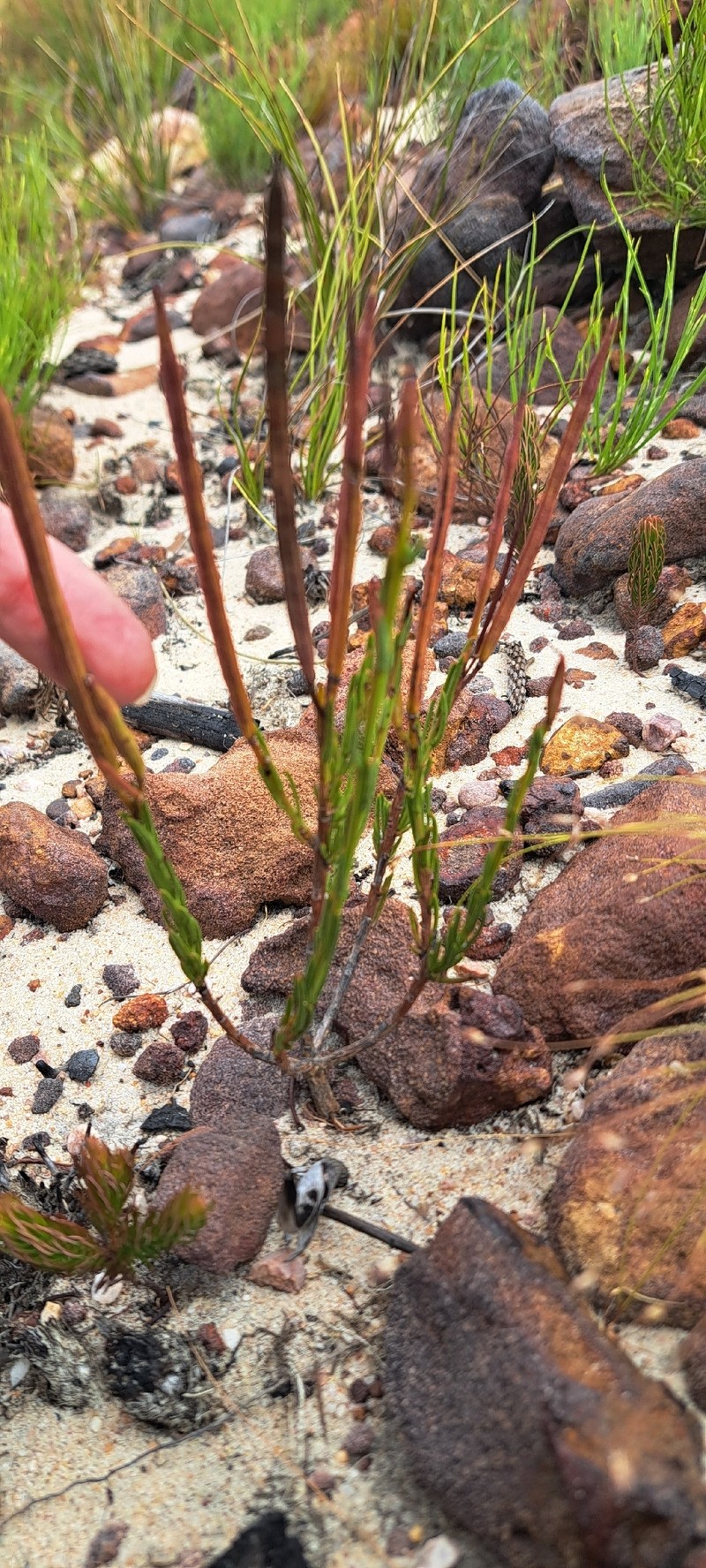 Heliophila scoparia var. scoparia photo 2