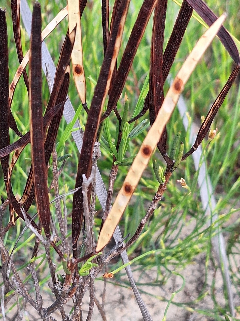 Heliophila scoparia var. scoparia photo 3