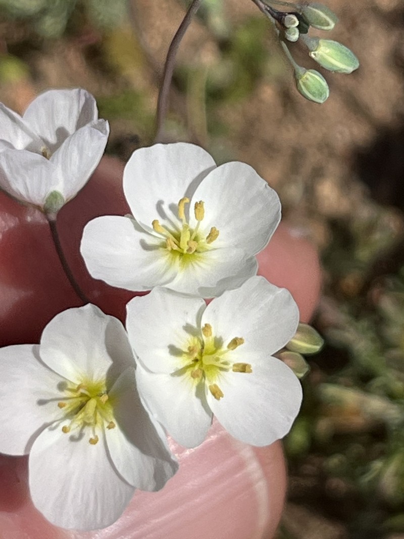 Heliophila seselifolia subsp. nigellifolia