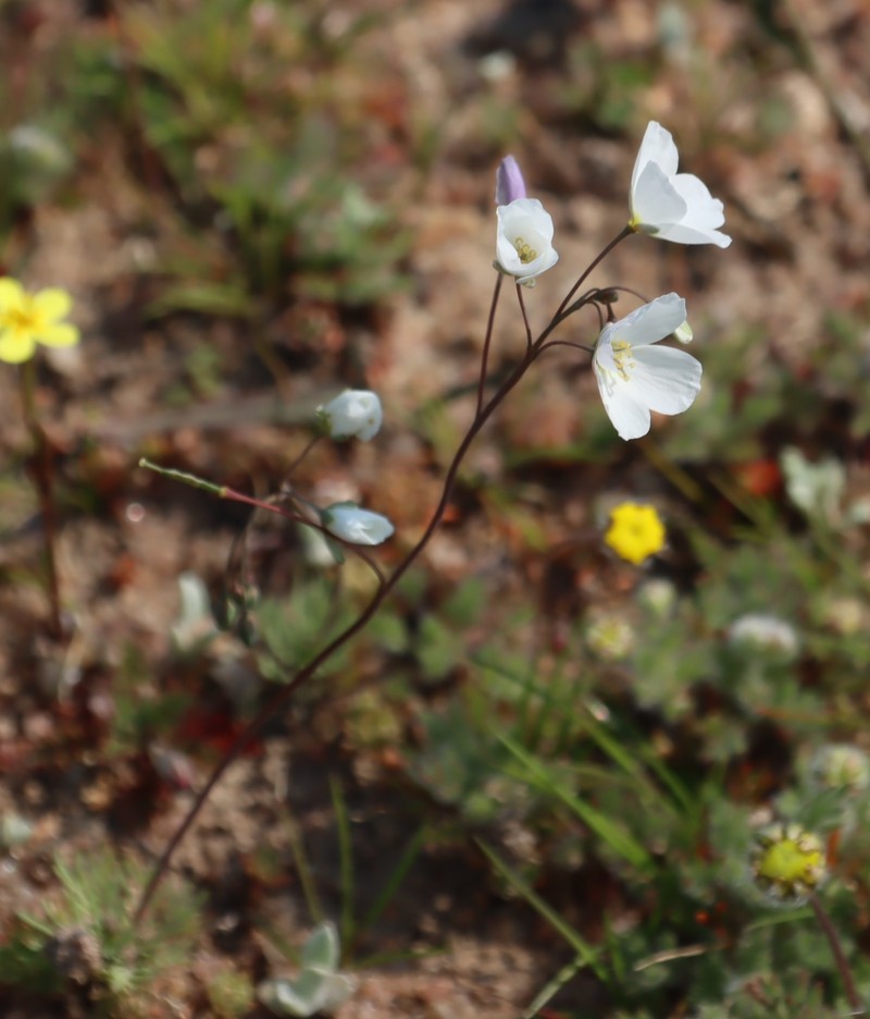 Heliophila seselifolia subsp. nigellifolia photo 2