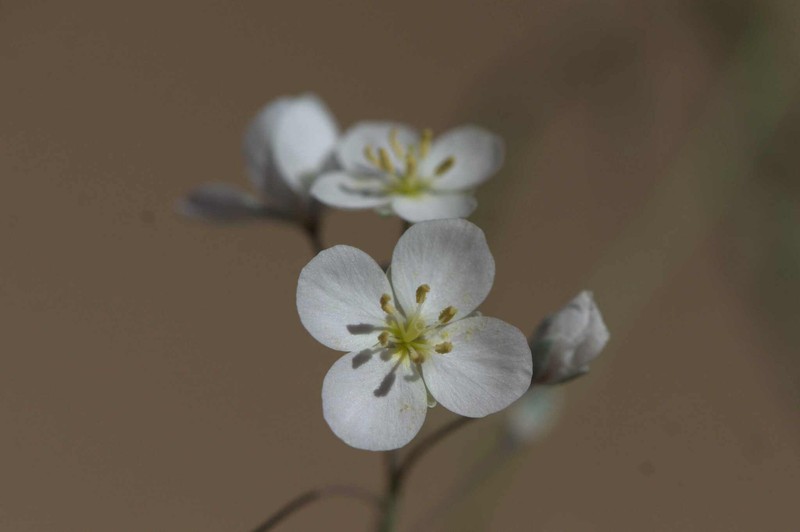 Heliophila seselifolia subsp. nigellifolia photo 3
