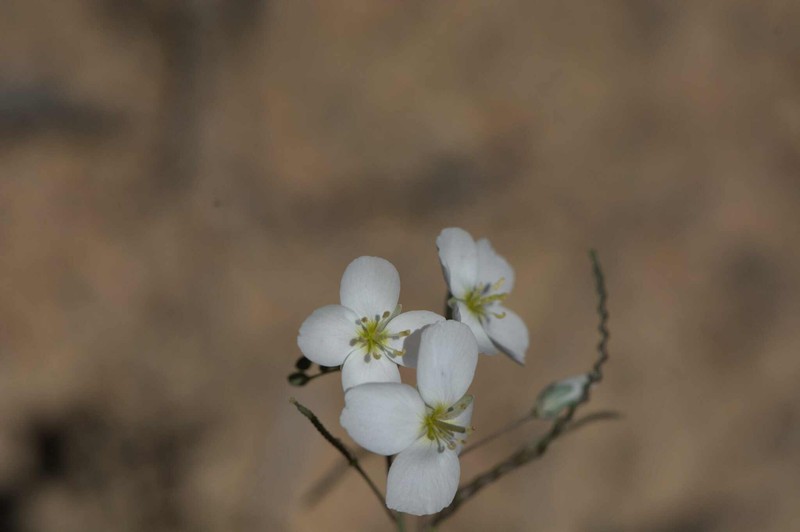 Heliophila seselifolia subsp. nigellifolia photo 4