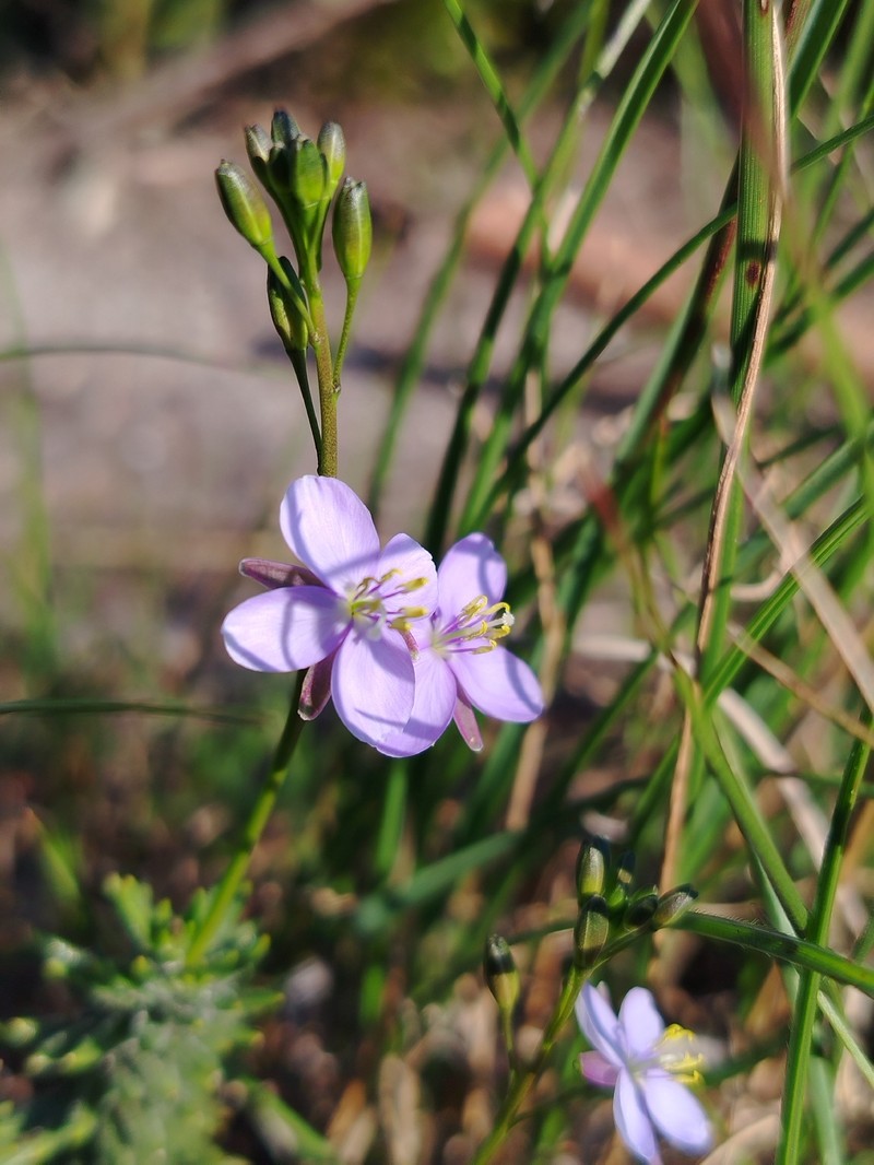 Heliophila subulata subsp. longipila
