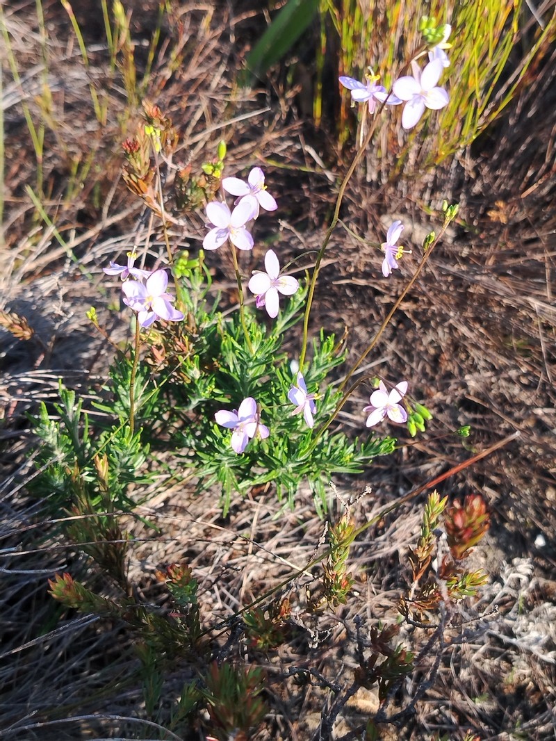 Heliophila subulata subsp. longipila photo 2