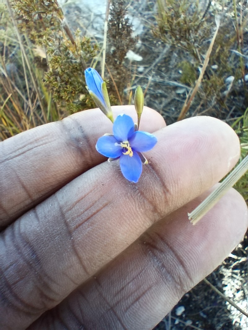 Heliophila subulata subsp. longipila photo 3