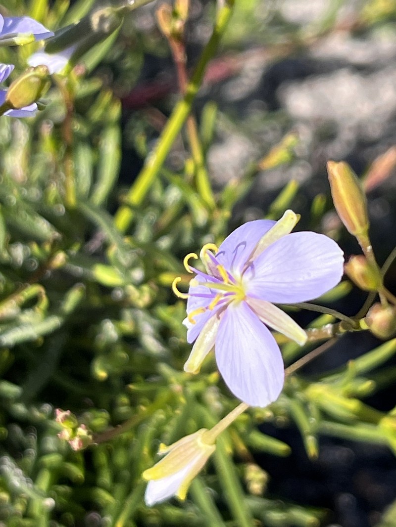 Heliophila subulata subsp. longipila photo 4