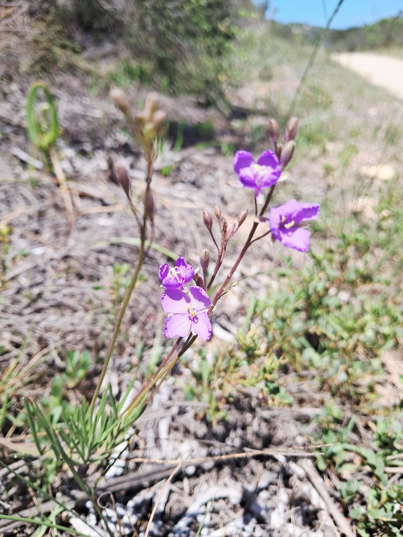 Heliophila subulata subsp. subulata