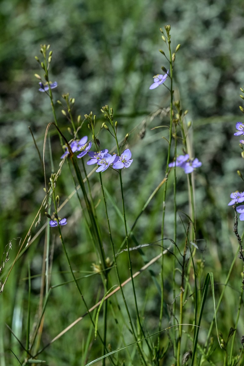 Heliophila subulata subsp. subulata photo 2
