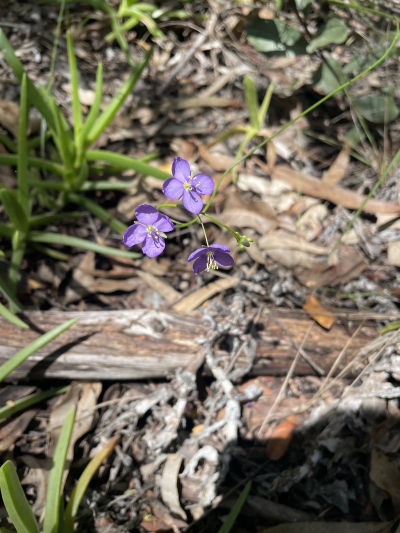 Heliophila subulata subsp. subulata photo 3