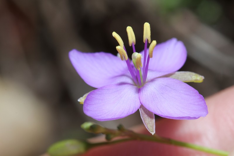Heliophila subulata subsp. subulata photo 4