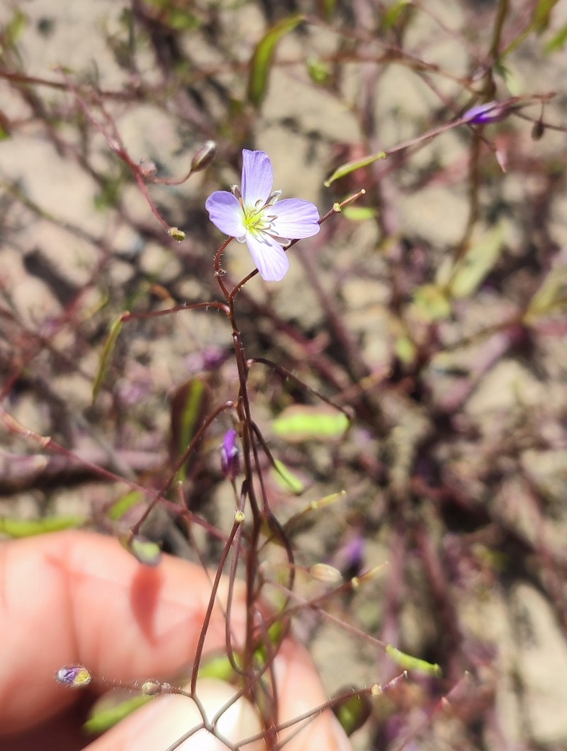 Heliophila thunbergii var. thunbergii