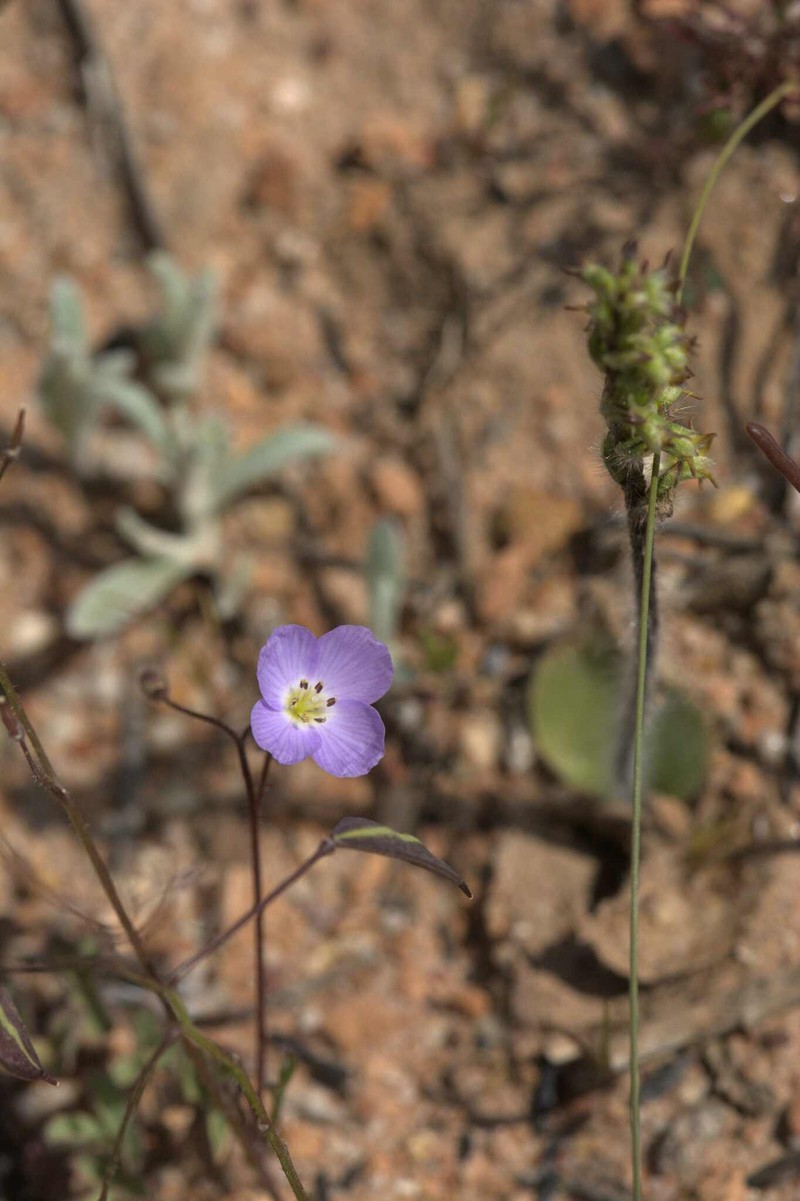 Heliophila thunbergii var. thunbergii photo 2