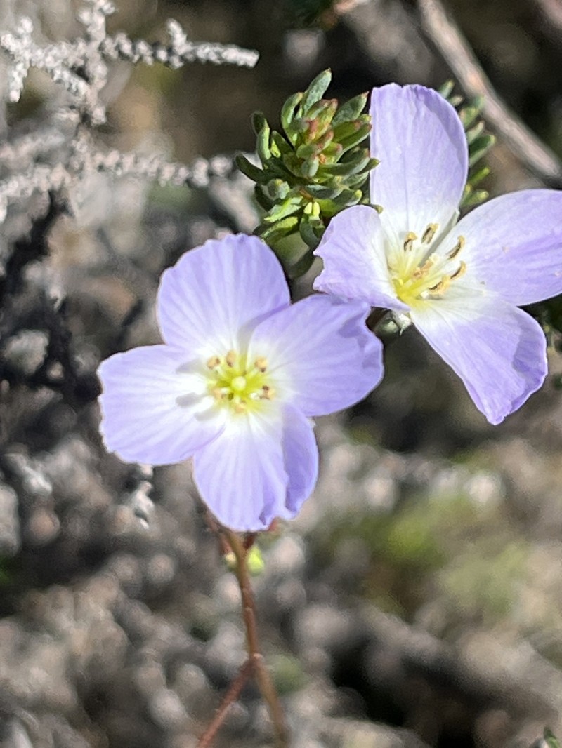 Heliophila thunbergii var. thunbergii photo 3