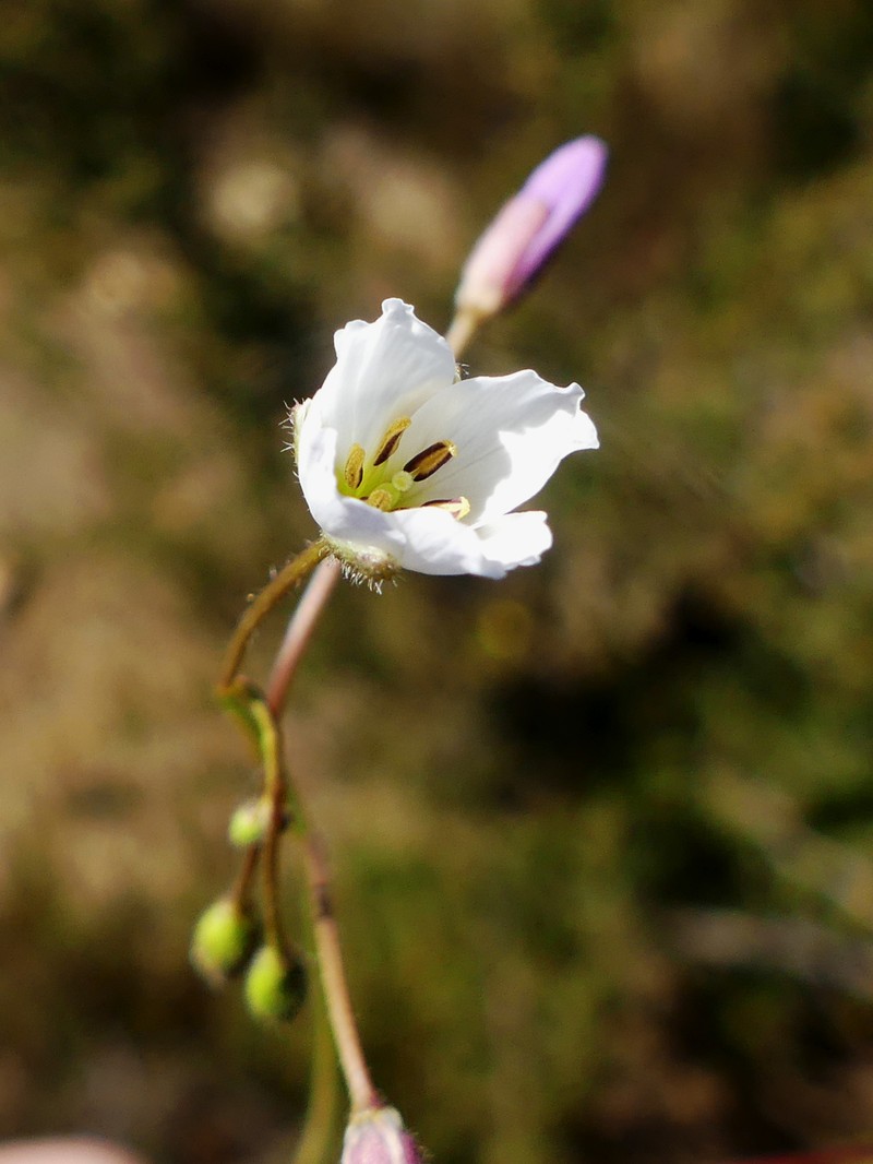 Heliophila thunbergii var. thunbergii photo 4