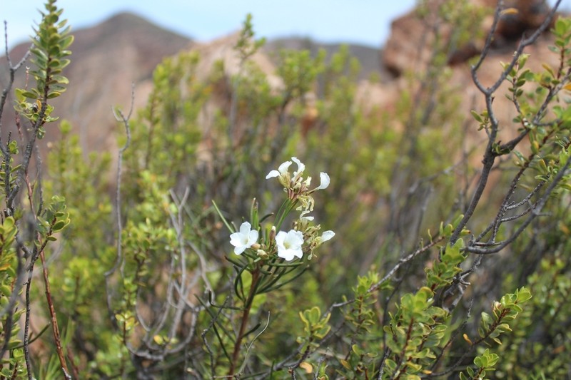 Heliophila vlokii