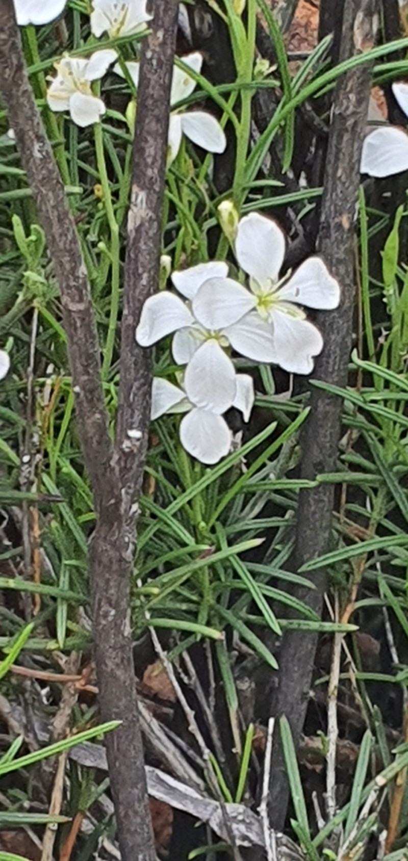 Heliophila vlokii photo 2