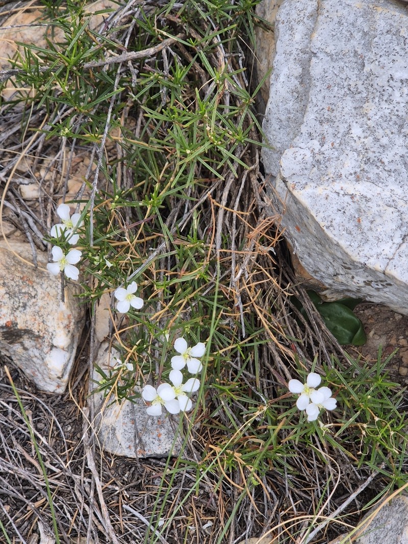Heliophila vlokii photo 4
