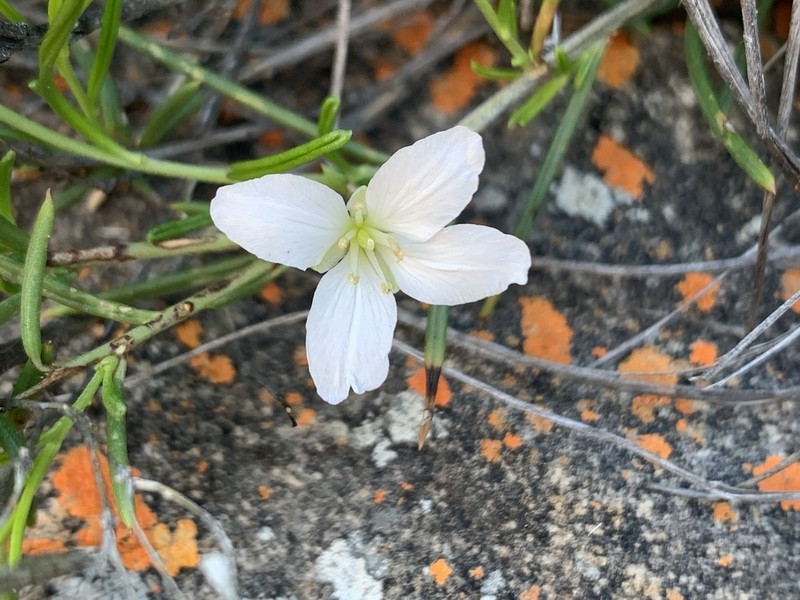 Heliophila vlokii photo 7