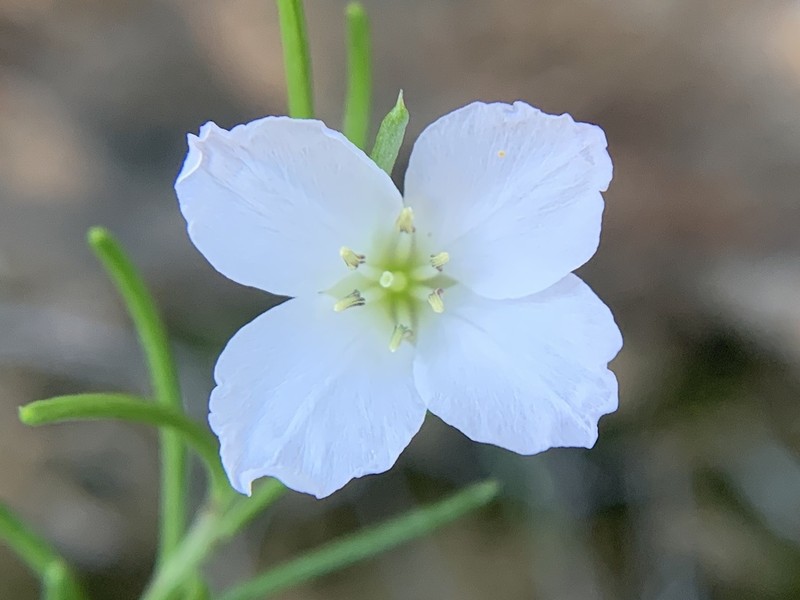 Heliophila vlokii photo 8