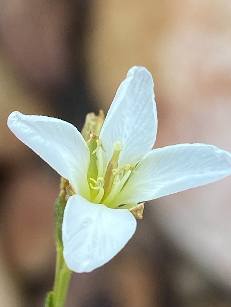 Heliophila xylopoda photo 4