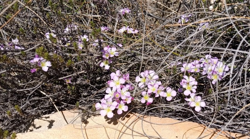 Heliophila xylopoda photo 5