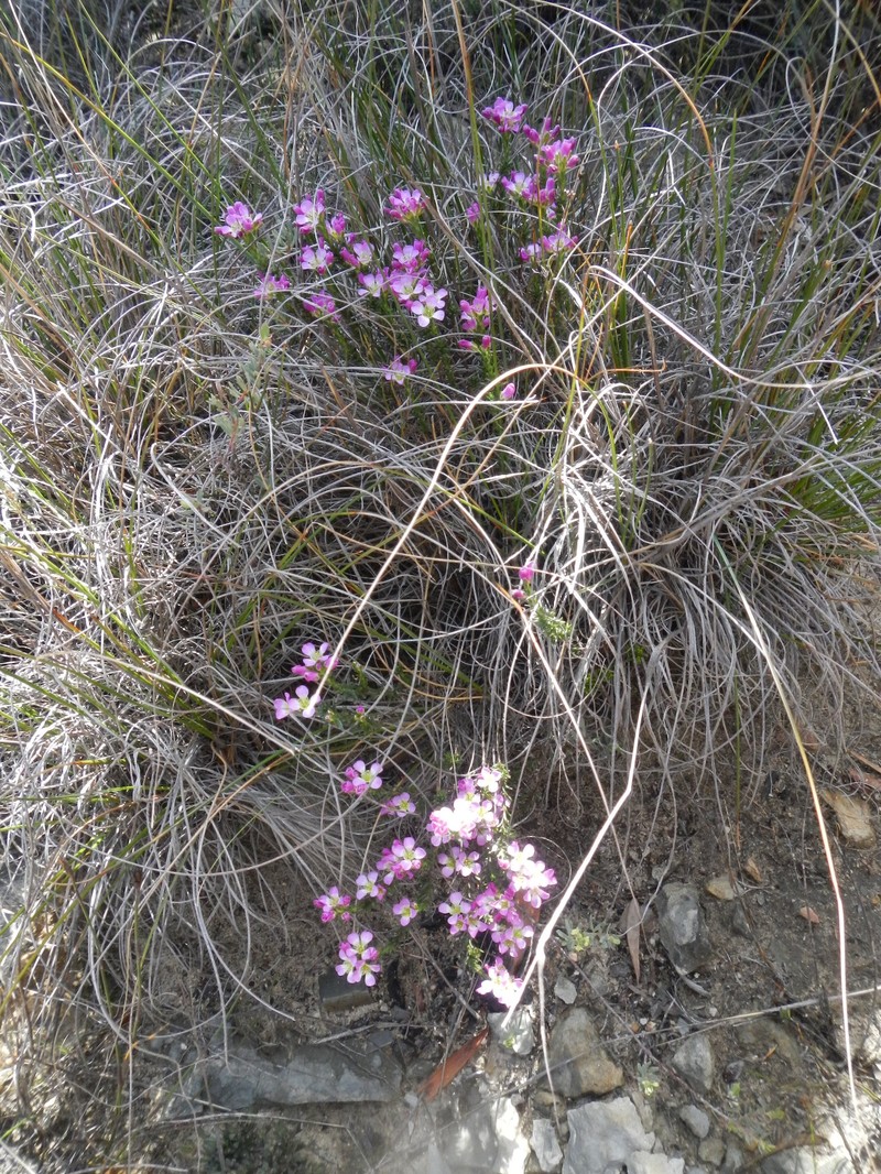 Heliophila xylopoda photo 6