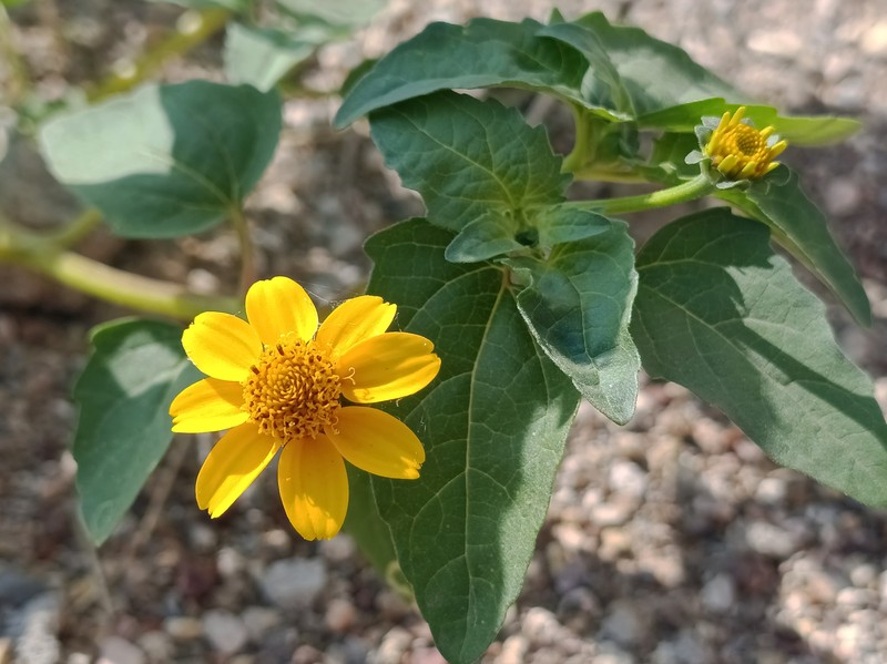 Heliopsis annua