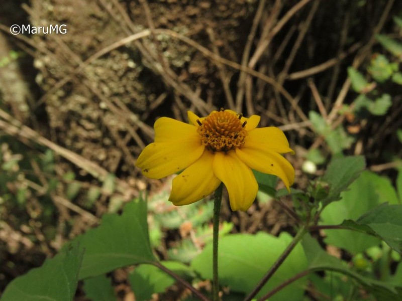 Heliopsis annua photo 2