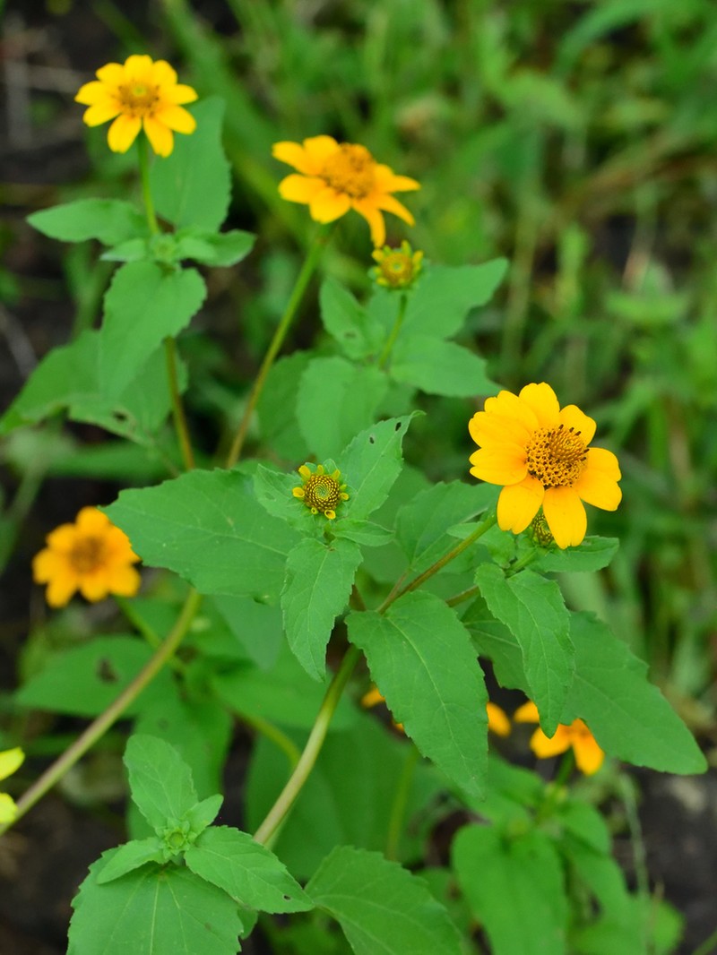 Heliopsis annua photo 3