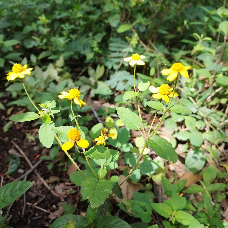 Heliopsis annua photo 4