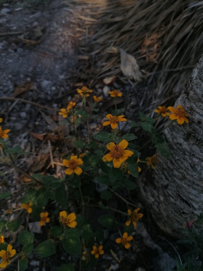 Heliopsis annua photo 5