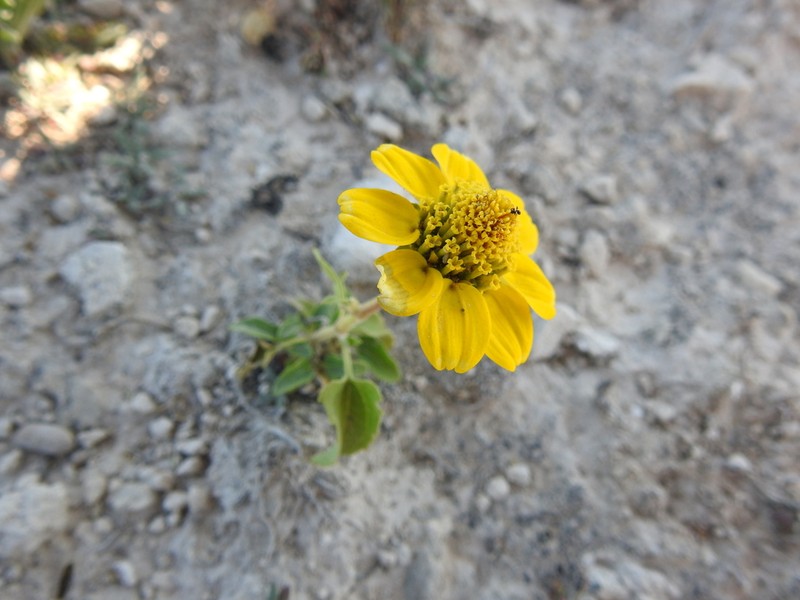 Heliopsis annua photo 6