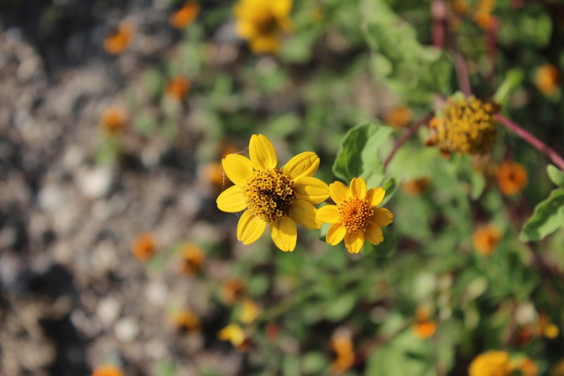 Heliopsis annua photo 7