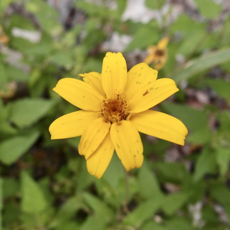 Heliopsis anomala