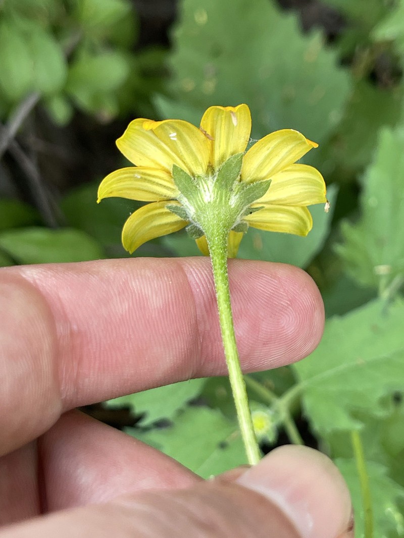 Heliopsis anomala photo 2