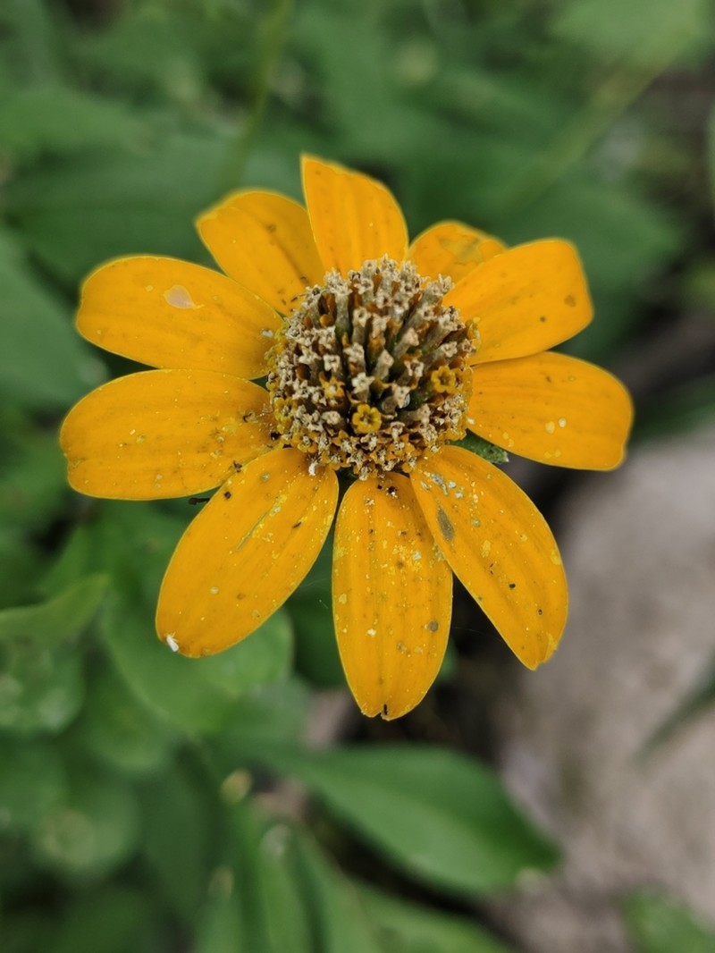 Heliopsis anomala photo 3